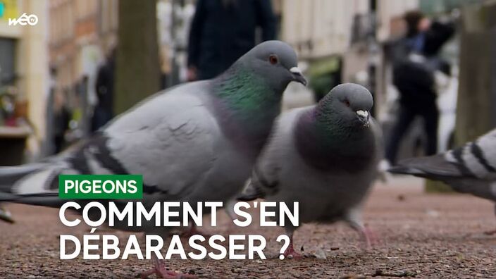 Trop de pigeons dans les villes ?